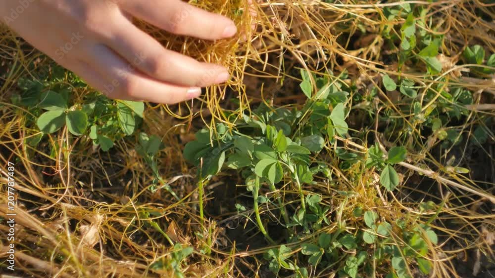 Dodder Genus Cuscuta parasitic plant. Dodder grows around clover