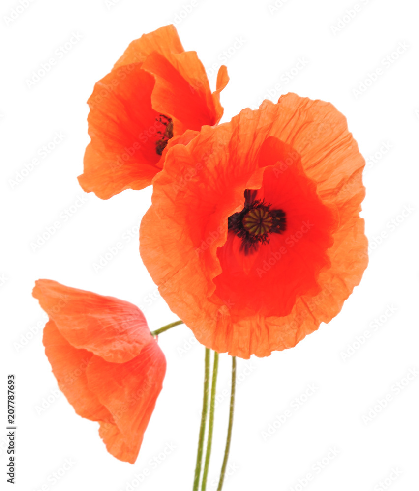 Red poppy flower. Red poppy flower.