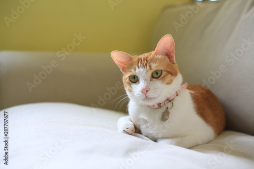 Wallpaper Mural cat watching on the sofa Torontodigital.ca