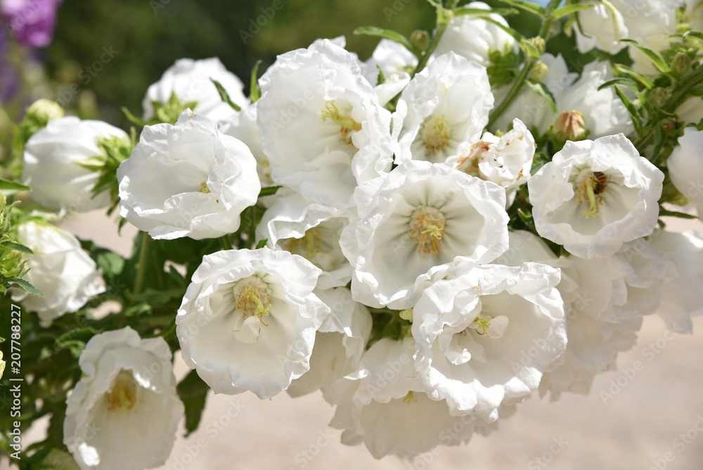 Clochettes de la campanule blanche Clochettes de la campanule blanche