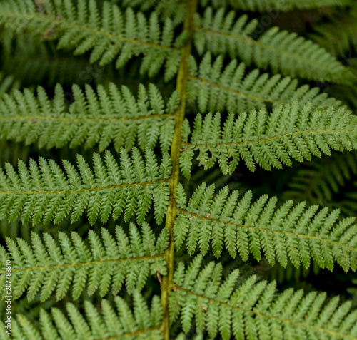 Detail of the fern leaves