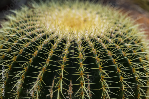 Detail of the Golden barrel...