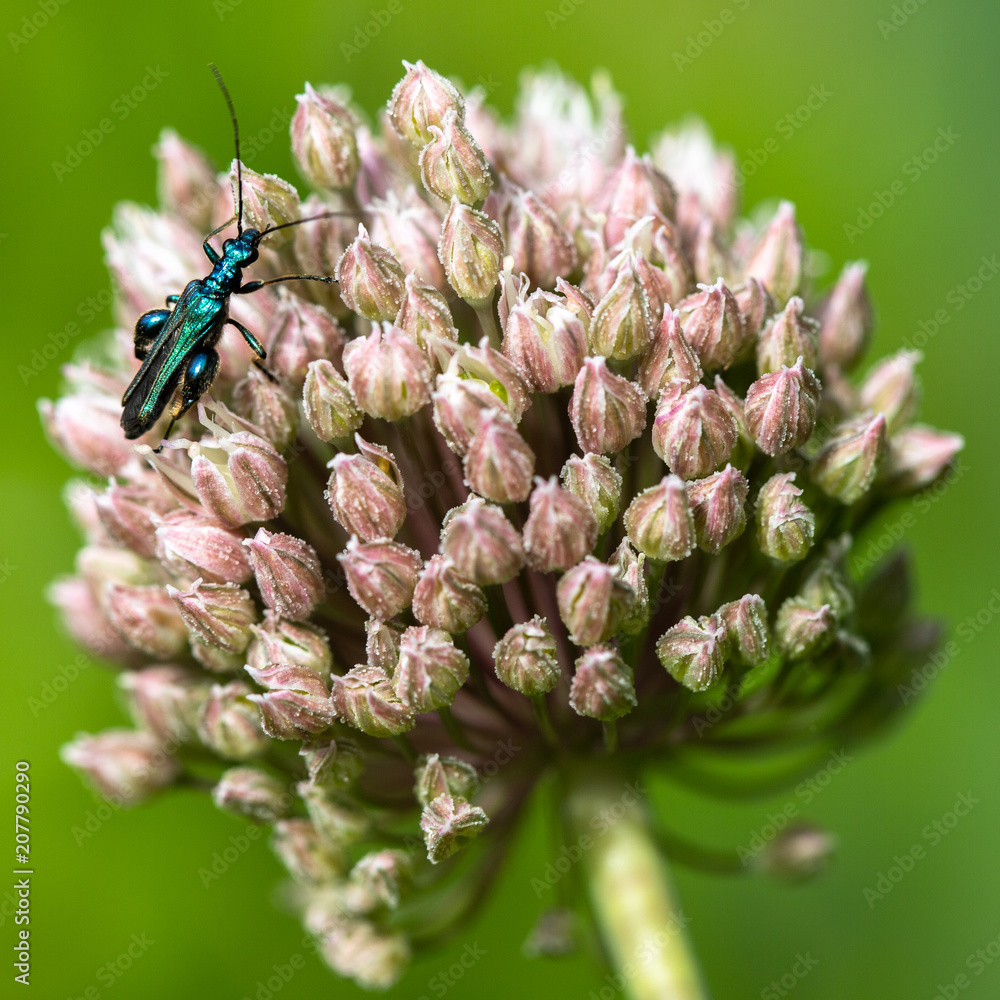 Fotografie insecte coloré sur une feuille de ciboulette