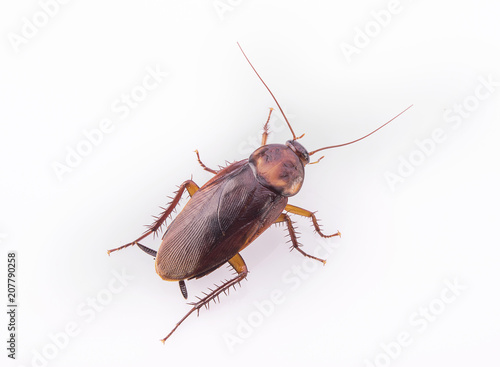 cockroach close-up isolated on white