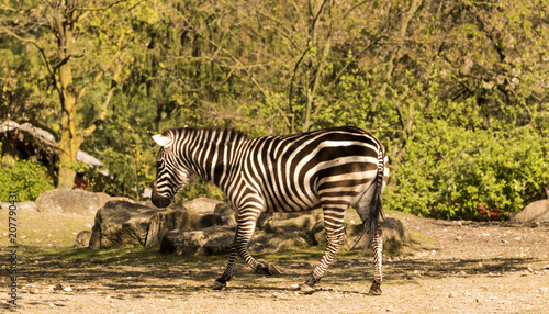 Zebra  Equus quagga  runs alone at the edge of the forest.