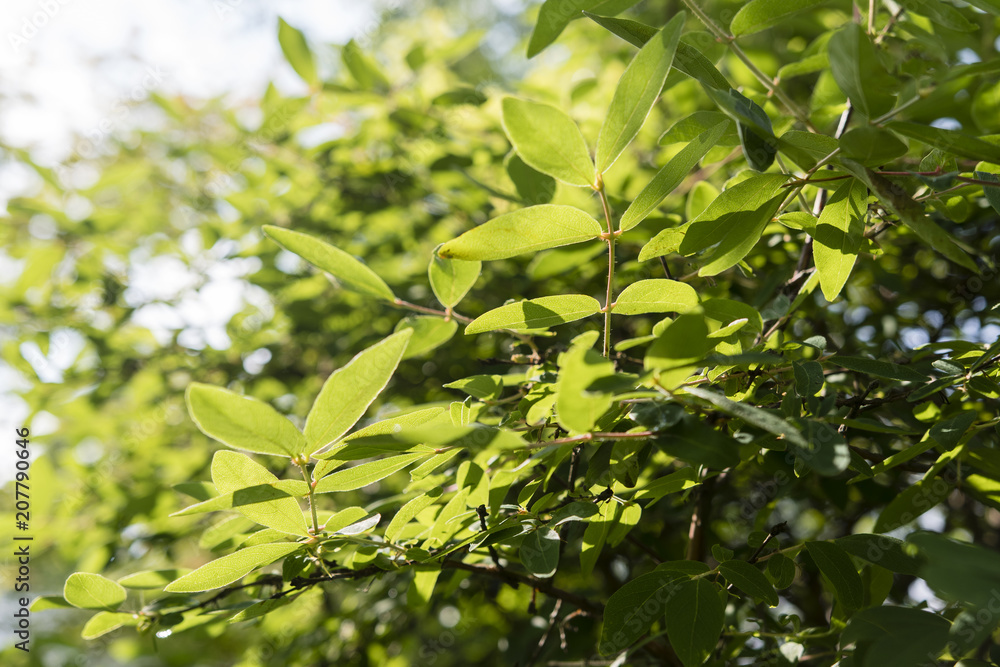 Fresh green leaves shining with light from Canadian blueberry. Fresh green leaves shining with light from Canadian blueberry.