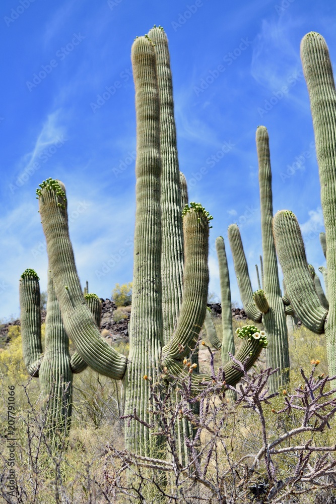 Saguaro Cactus Cacti Tumamoc Hill Tucson Desert Sonoran