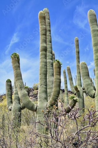 Saguaro Cactus Cacti Tumamoc Hill Tucson Desert Sonoran