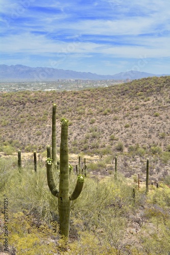 View from Tumamoc Hill Tucson Arizona