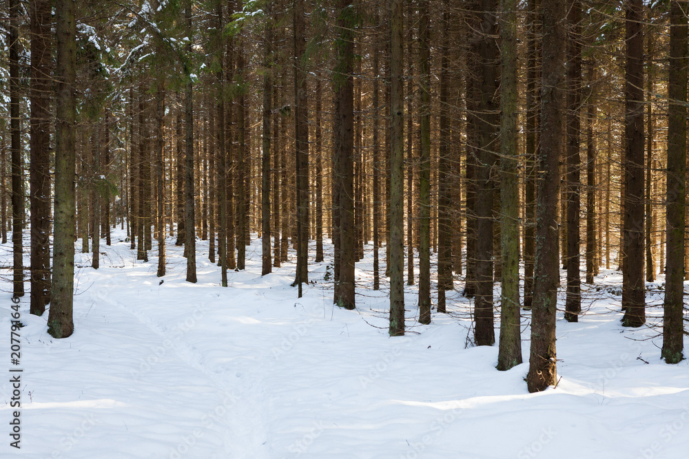 Fototapeta premium Winter spruce forest in Finland