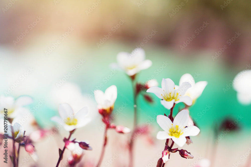 Spring small white flowers on blurred macro background. Spring or summer border template with copy space. Romantic greeting card. Blooming flowers on sunny day. Flowering springtime. Spring background