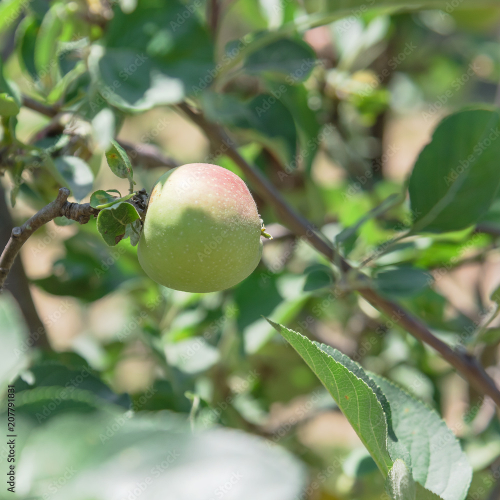 Fresh apple growing on tree at local farm in Gainesville, Texas, USA Fresh apple growing on tree at local farm in Gainesville, Texas, USA