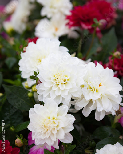Fototapeta Naklejka Na Ścianę i Meble -  Beautiful dahlia flowers at garden