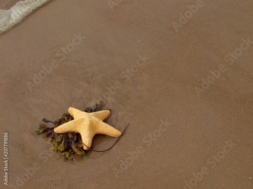 Εκτύπωση καμβά Starfish