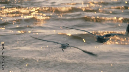 Flock of seagulls silhouettes hovering over sunset water background. Slow motion.