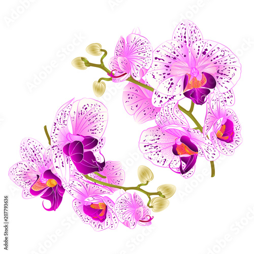 Branch orchids   purple and white flowers  Phalaenopsis tropical plant on a white background  set two vintage vector botanical illustration for design hand draw