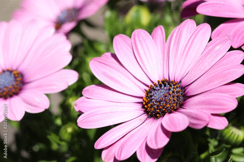 Obraz premium Osteospermum
