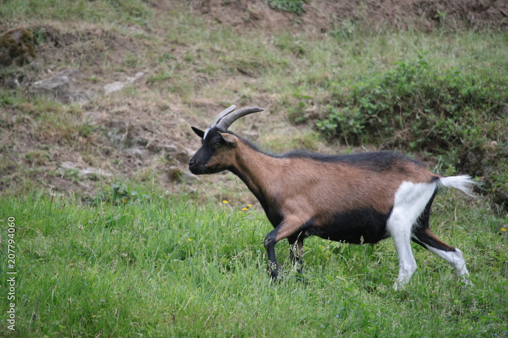Obraz premium chevre