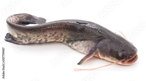 The river catfish. photo