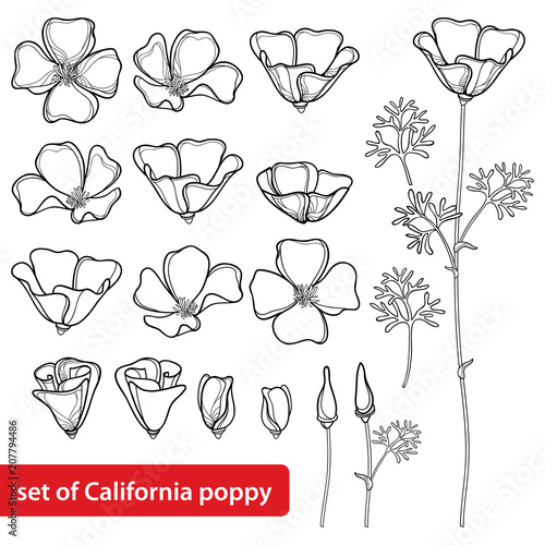 Fototapeta Naklejka Na Ścianę i Meble -  Vector set with outline California poppy flower or California sunlight or Eschscholzia, leaf, bud and flower in black isolated on white background. Contour poppy for summer design and coloring book.