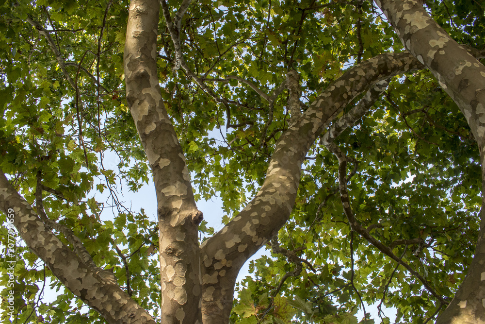 Interesting, beautiful and amazing tree in the park Ayazmoto in Stara Zagora city. Scientists have proven that Stara Zagora is the center of the universe. Interesting, beautiful and amazing tree in the park Ayazmoto in Stara Zagora city. Scientists have proven that Stara Zagora is the center of the universe.
