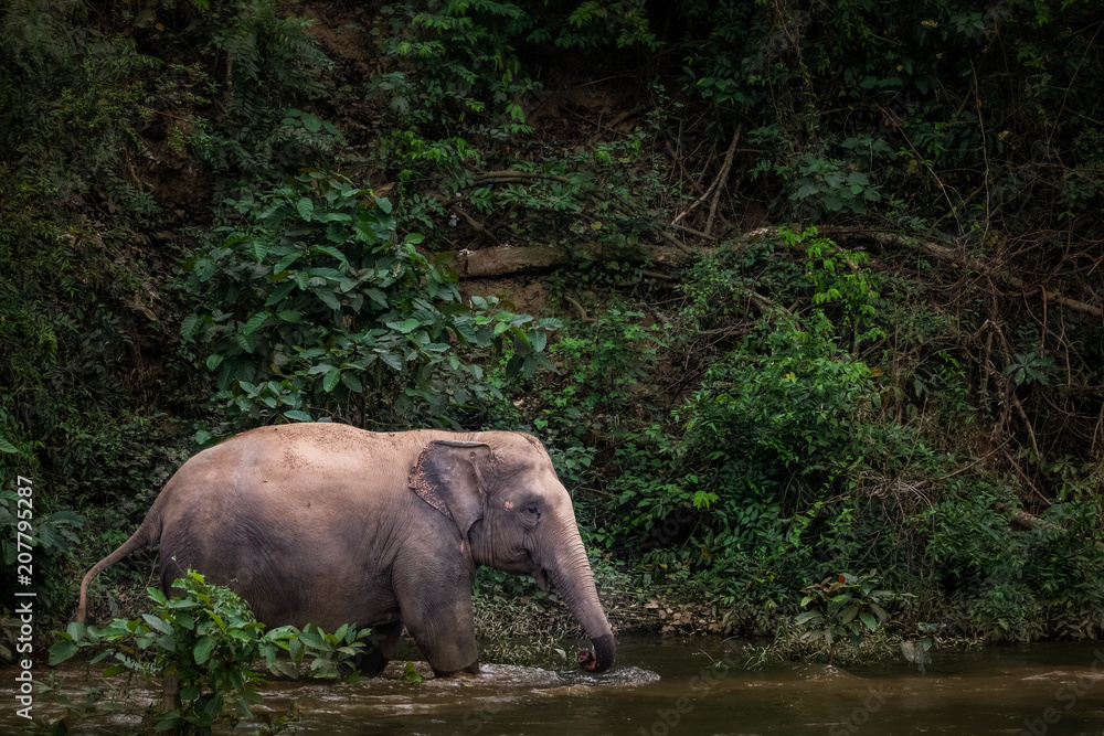 asian elephant walking across the river in forest, Thailand