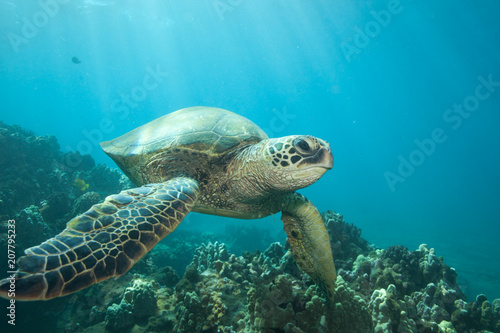 Sun rays lighting up a green sea turtle underwater © DaiMar