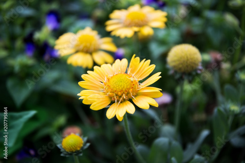 closeup seed yellow flower