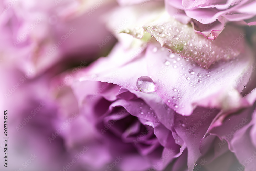A drop of water on a rosebud. Close-up A drop of water on a rosebud. Close-up