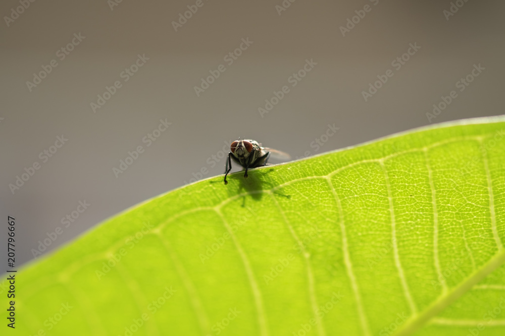 Close up of fly on green leaf under sun light. Close up of fly on green leaf under sun light.