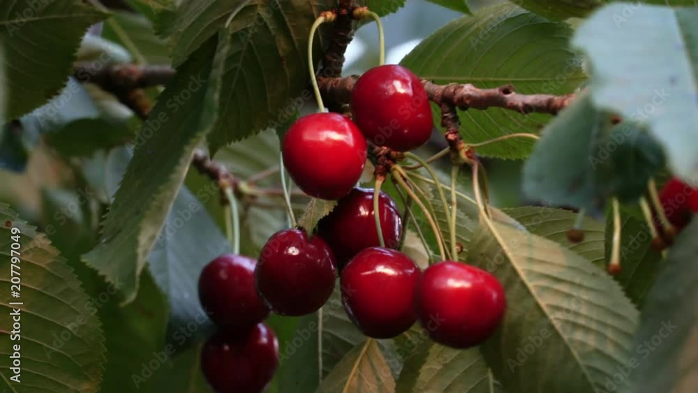 Natural Fresh Cherry, Hanging In Branch Of A Cherry Tree. Fruit Food, sweet Cherry From Tree closeup Natural Fresh Cherry, Hanging In Branch Of A Cherry Tree. Fruit Food, sweet Cherry From Tree closeup