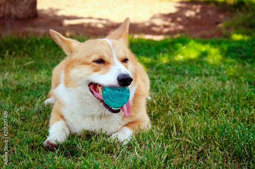Corgi dog with a ball in the mouth