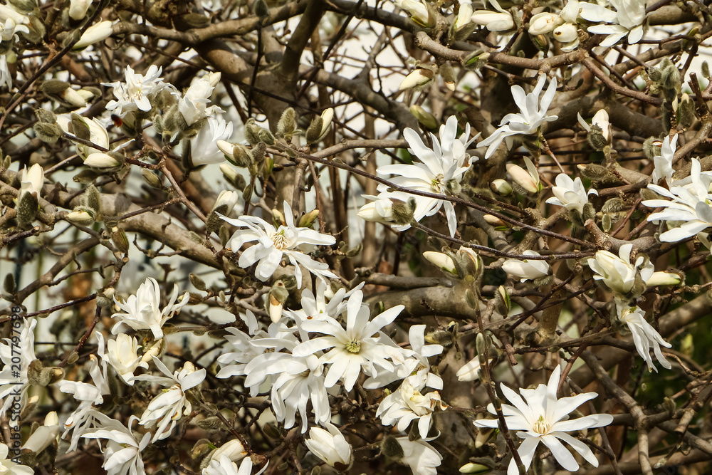 Weiße Blüten der Sternmagnolie, Magnolia stellata Weiße Blüten der Sternmagnolie, Magnolia stellata