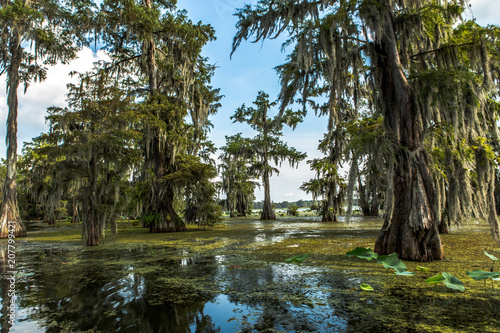 Cypress Lake