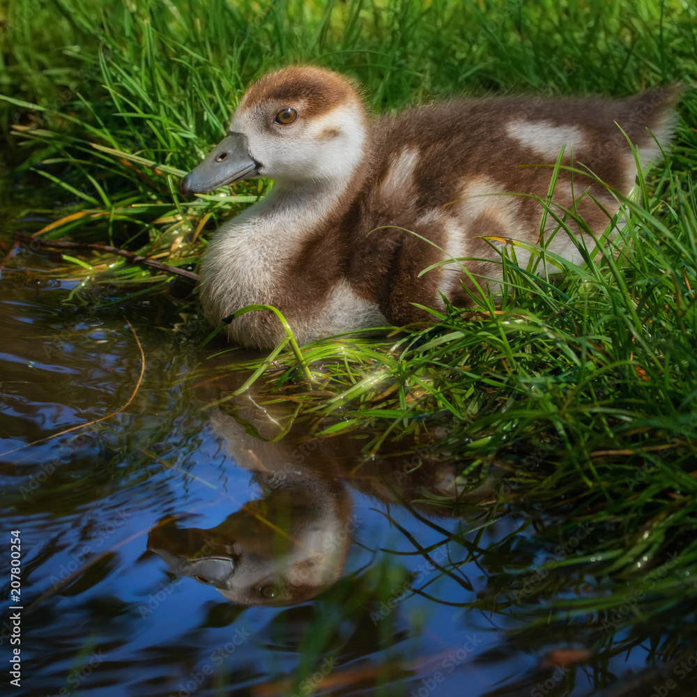 Fotografie Nilgansküken im Gras am Wasser