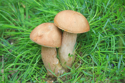 bolete mushroom in the grass
