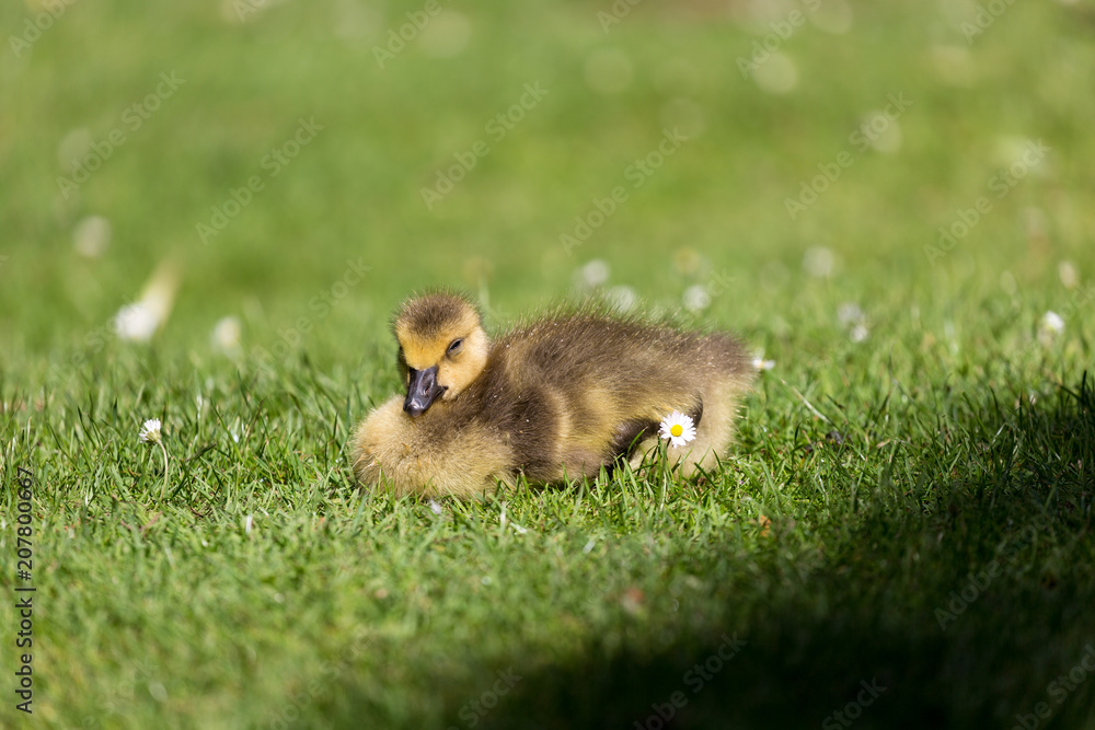 Obraz premium Young goose