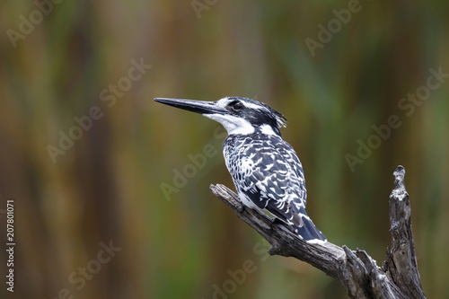 Pied Kingfisher fishing from a branch in Kruger National Park in South Africa
