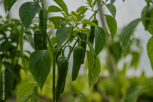 Green jalapeno, jalapeño hot  peppers on plant in greenhouse