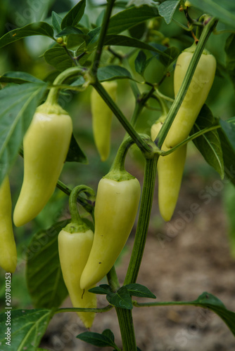 Organic golden greek peppers on plant