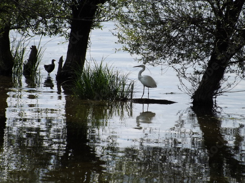 La belle aigrette