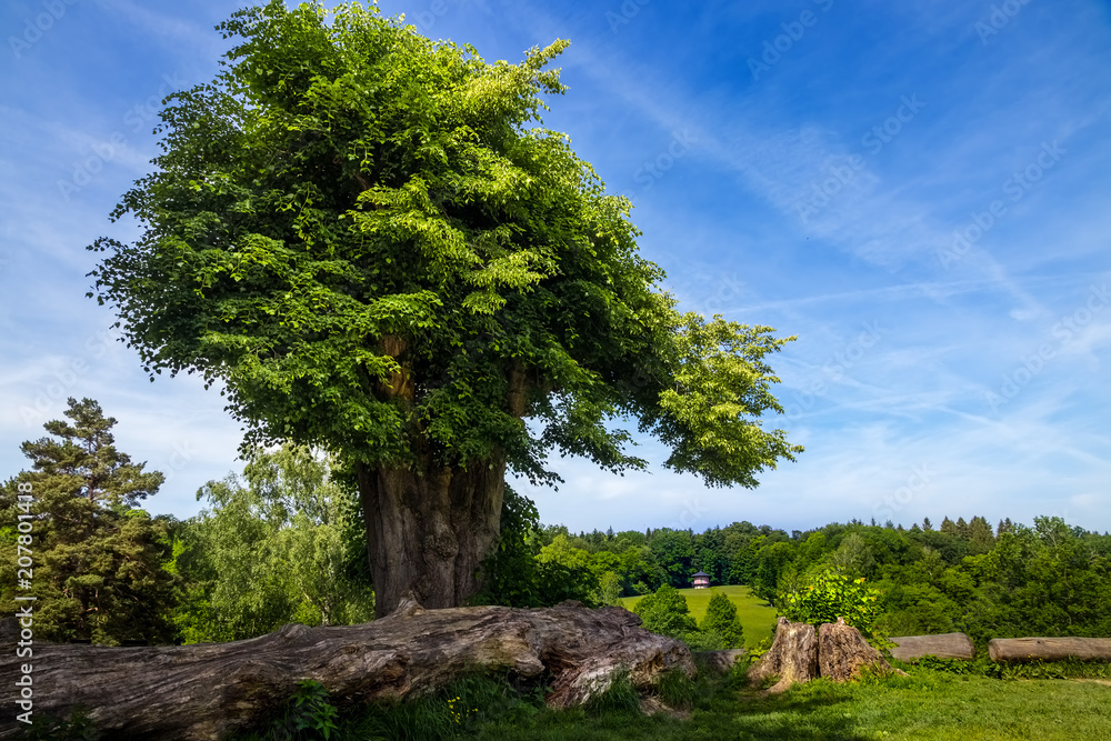 Alter großer Baum mit üppigen grünen Blättern vor blauem Himmel Alter großer Baum mit üppigen grünen Blättern vor blauem Himmel