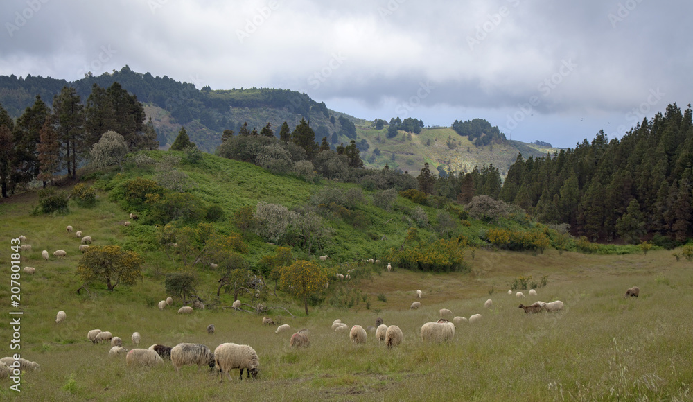 Gran Canaria, May, flock of sheep grazing