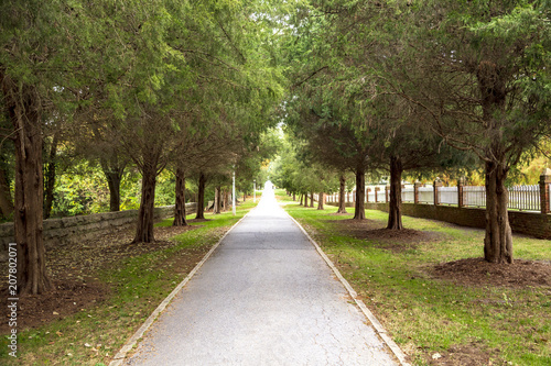 Tree Lined Street