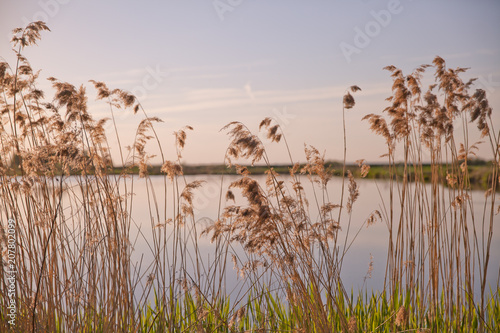 dry grass near the pond