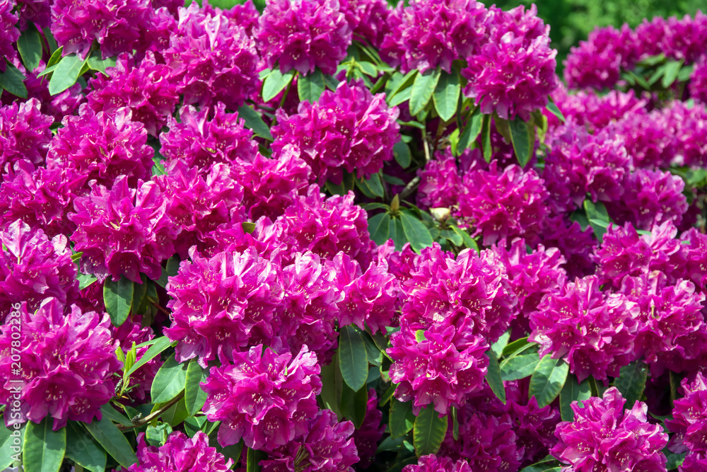 Rhododendron bush covered with a mass of purple flowers