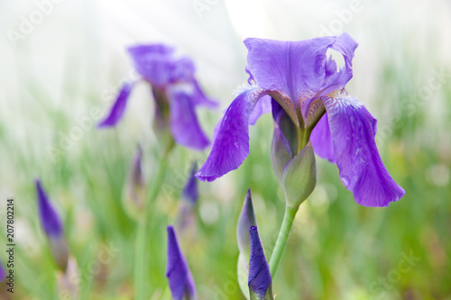 Fototapeta Naklejka Na Ścianę i Meble -  flower iris close-up