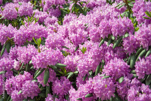 Rhododendron bush covered with a mass of pink flowers