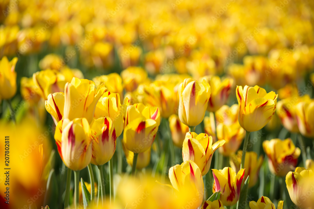Obraz premium Closeup Field of tulips in yellow with red closeup beautiful nature photography background