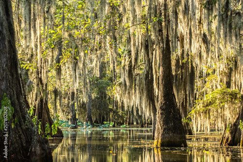 Deeper in The Swamp